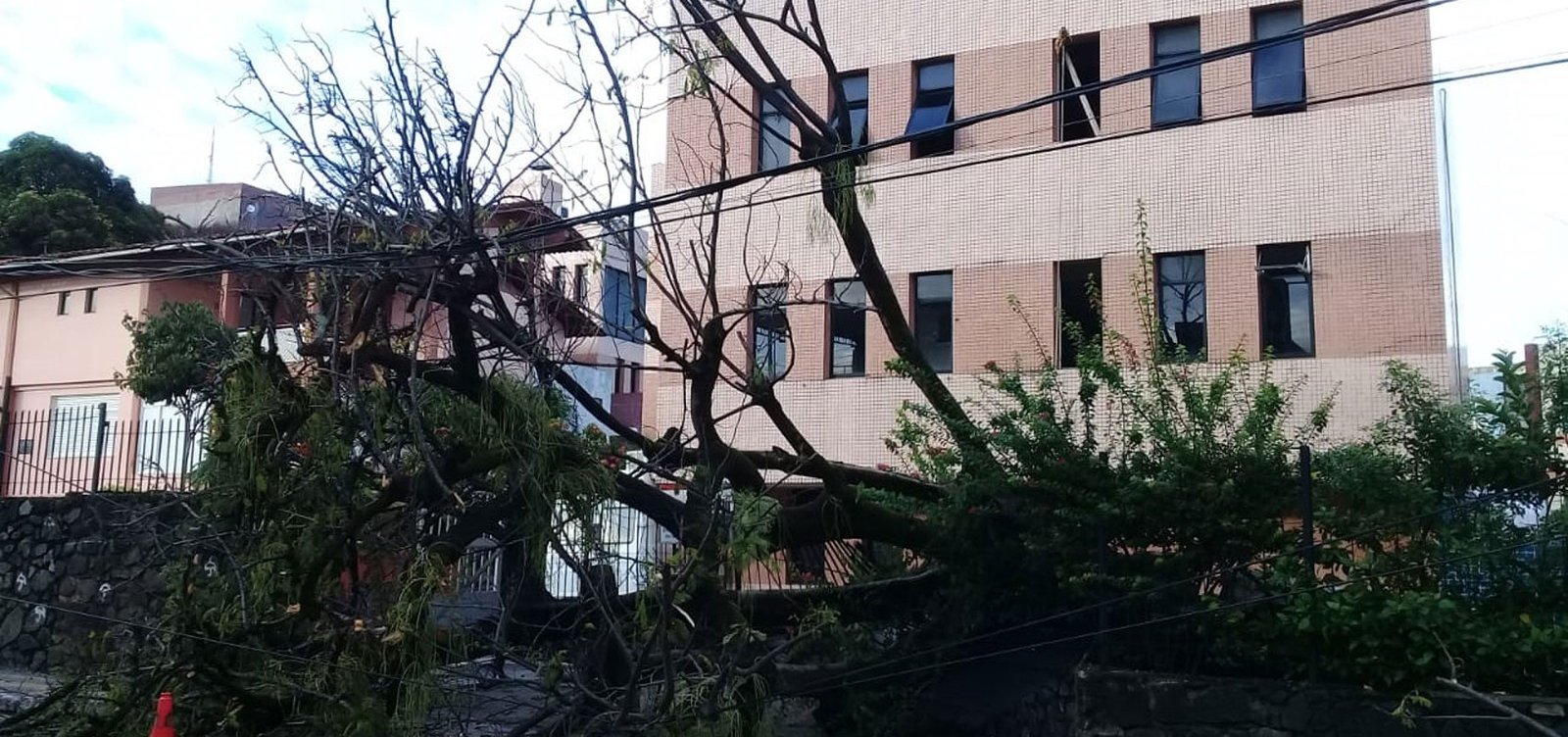 Rvore Cai E Deixa Parte De Rua Interditada No Bairro Da Federa O